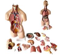 Anatomical model， Human Bust Model, 55Cm/27.1inch Human Torso Body Model, Toracical Diaphragm Heart Anatomical PVC Medical Teacher Biology of 19 Removable