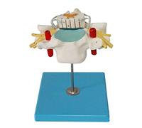 Anatomical model， Human Cervical Spine with Spinal Cord and Spinal Nerve Enlargement Model,neuroorthopaedic Anatomical Model, There Are 21 Position Indicators For Medical Teaching