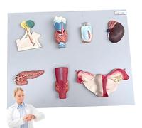 anatomical model, Human Endocrine Organ Model, Parathyroid Gland Ovarian