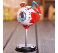 Anatomical Model Human Eye Model Human Eyeball Anatomy Model Labs Model Human Eye 4D Anatomical Human Eyes Model Anatomy