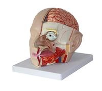 anatomical model, Human Head Anatomy Model, Attached Brain Anatomical, Special Artery for High-End Neurology