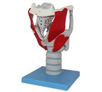 anatomical model Human Laryngeal Structure And Function Amplification Model -Throat Anatomical - 24 Parts Indicator for Teaching And Presentation Of Anatomy