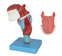 Anatomical model, Human Larynx Anatomical Models with Tongue Medical Throat Model Anatomy Skeleton, 5 Parts,55 Digital Indication, for Display Teaching