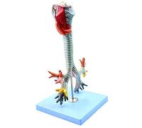 anatomical model Human Larynx and Tracheal Bronchial Tree Model Laryngeal Anatomical Pulmonary Bronchoscopy Demonstration, Suitable For Medical Research Teaching Models