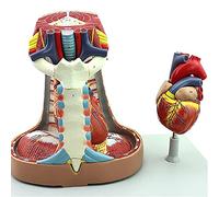 Anatomical model, Human Mediastinum Model, Heart Anatomical Sternum Thymus and Anatomy Breathing System Teaching Props and Research