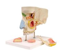 anatomical model, Human Nose and Sinuses Magnified Anatomical Model