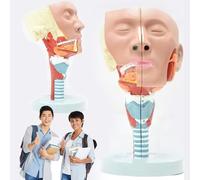 anatomical model, Human Pharyngeal Muscle Laryngeal Anatomical Model