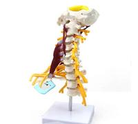 Anatomical model, Human Spine Skeleton Model, Cervical Muscle Nerve