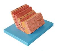 anatomical model Human Stomach Wall Model - Enlargement Digestive System Pvc Material Gastric Anatomical -For School Medical Teaching Display Tool Lab