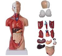 Anatomical Model Human Torso 28Cm Human Torso Body Anatomy Model Detachable Display Manikin Medical with 15 Pieces of In