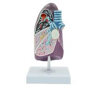 Anatomical model， L2/3 Life Size Human Anatomical Model for Medical Research Demonstration Teaching - Doctor-Patient Communication