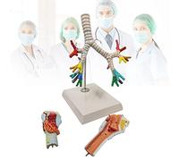 anatomical model Larynx Bronchial Lung Anatomy Human, Tracheobronchial Tree Model, Laryngoscope Presentation for Medical Education