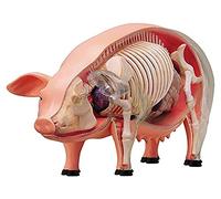 Anatomical Model Learn more about Pork Anatomy Puzzle Assemble Toy Agricultural Animal Anatomy (Size: 9in)
