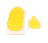 Anatomical model, Life Size Fat Anatomy Model - Tissue for Nutritionist, Anatomical Science Course for Medical Student, 1. Lb/5lb