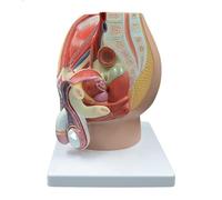 Anatomical model, Male Reproductive System Structural Model