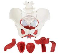 Anatomical model， Medical Anatomical Female Pelvis Model with Removable Organs, 6-Part, Life Size for Visual teaching aids