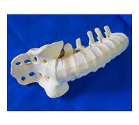 anatomical model Medical Anatomical Lumbar Spine Model, 1:1 Life Size Human Skeleton for Doctor-Patient Communication Education