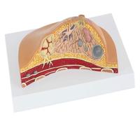 Anatomical model， ModelBreast Structure Anatomical ModelNatural BigUsed for Medical ResearchAnatomy Teaching Display