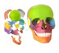 Anatomical model of a human skull with 17 parts | Mini skull for detailed medical and scientific education(A)