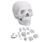 Anatomical model of a human skull with 17 parts | Mini skull for detailed medical and scientific education(B)