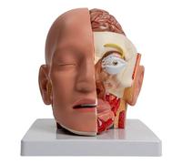 Anatomical model of Anatomical model shows the anatomical model of a small brain trunk human