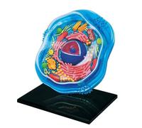 Anatomical Model of Animal and Plant Cell, Microbiology Teaching Tool for Educational Structure Under Microscope