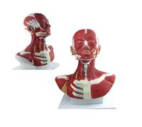 Anatomical Model of Head And Neck Muscles,Head And Neck Musculature W/Blood Vessels,Human Head And Facial Muscles Anatom