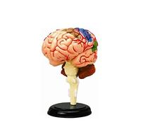 Anatomical Model of Human Brain Organs-Puzzle Assembly Model-Conducive to Learning and Recognition