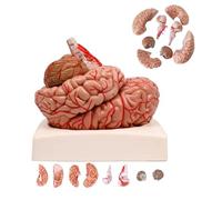 Anatomical Model of Human Brain with 9 Detachable Parts and Base, 1:1 Scale for Educational Learning and Anatomy Studies