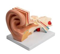 Anatomical model of human ear shows details of the internal structure of the outer ear indication