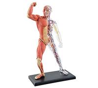 Anatomical Model Of Human Muscle And Skeleton - With 45 Removable Organs Body Parts For Study Purposes, Presentations