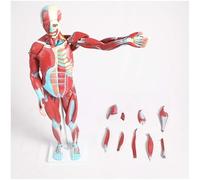 Anatomical Model Of Human Muscles That Dissects 27 Internal Organs, Brain And Removable Heart, For Students Use, Educational And Material Suppliers
