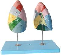 Anatomical Model of Human Organs Anatomical Model of Human Lungs Anatomical Model of Lung Segments of The Respiratory System, Medical Models