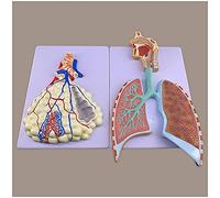 Anatomical Model of Human Respiratory System - Human Organ Anatomy Model Segment Lung l Cavity Model - PVC Material Alve