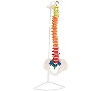 Anatomical Model Of Human Spine - 80 Cm Flexible Teaching Aid For Education