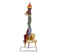 Anatomical Model of Human Spine for Neurovascular Anatomy Education, Detailed Study Model with Muscles, Nerves, and Blood Vessels