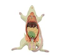Anatomical Model of Internal Organ Structure in Mice Mice Biological Teaching Experimental Animal Anatomy Specimens