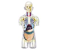 Anatomical Model of Internal Organs of The Human Half Body-Disassembled into 37-Medical Education and Scientific Analysis