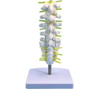 Anatomical Model of Lumbar Spine with Sacrum and Spinal Nerves, Small Five Segmented Lumbar Vertebrae Nerve Model to Meet Your Different Needs
