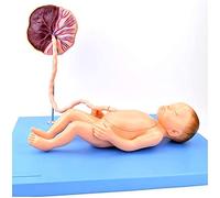 Anatomical Model of Neonatal Organs, Abdominal Umbilical Cord & Placenta, Educational Tool for Fetal Care, Ideal for Classes & Students