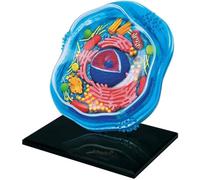 Anatomical Model of Orphans Orphan Cells Animal Plant Cells Cellular Microbiology Model Model Under the Microscope