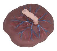 Anatomical Model of Placenta Umbilical Cord for Gynecology Educational Training Aid with Detailed Vein and Artery Display for Neonatal Care
