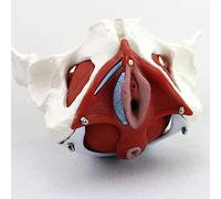 Anatomical Model of The Basin, Model Female Basin Structure Anatomical Model, Female Pelvic Floor Template, 7 Pcs, Detac