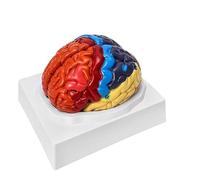 Anatomical Model of The Brain: Anatomy of The Human Brain, 2 Parts, Color-Coded, Regional Model for Teaching, Medical Teaching Classroom A