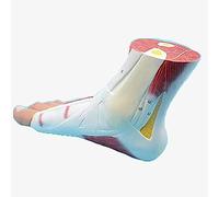 Anatomical Model Of The Foot, Skeleton, Anatomical Model, Structure Of Life -Size, Muscle, Ligament, For Teaching Of Science