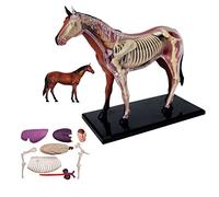 Anatomical Model of The Horse 26Pcs Horse Anatomical Model Animal Biology Organ Anatomy Model Detachable Puzzle