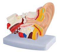 Anatomical Model of The Human Ear 1.5 Times Larger Life-Size Human Ear Model for Classroom Science Learning Education A