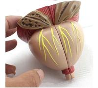 Anatomical Model of The Prostate Gland - Male Prostate Model - 2X Magnification, Detachable 4-Part Model - Medical Model for Learning Demonstration Teaching