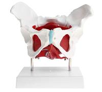 anatomical model, Pelvic Model, Life Size Pelvis Anatomical Female with Muscles for Anatomy Bone for Displaying In Classrooms And Doctor'S Offices