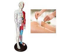 anatomical model, Pressure Point and Meridians for Acupuncturists and Other Medical Professionals Training Teaching Education Supplies
